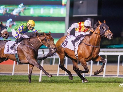 Zucchini To Star While Maidens Look To Break In Meydan Image 1