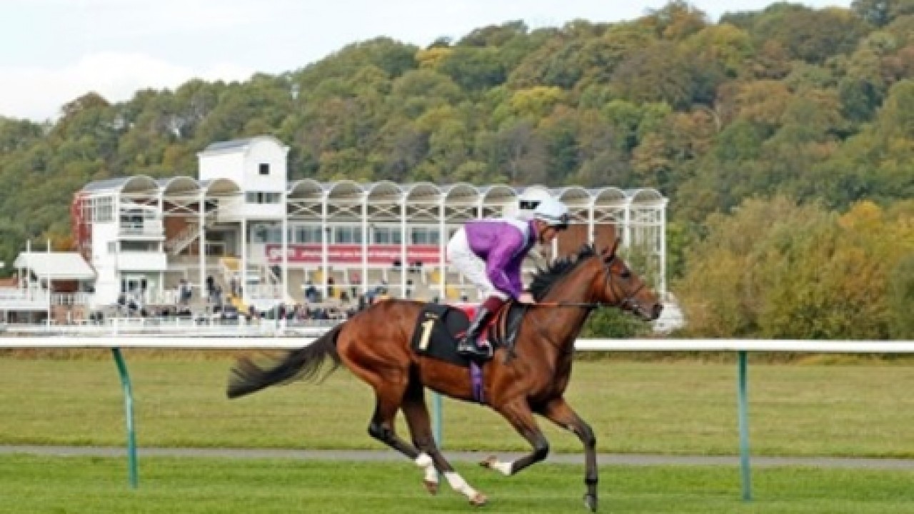 The Rising Star On St Leger's Horizon Image 1