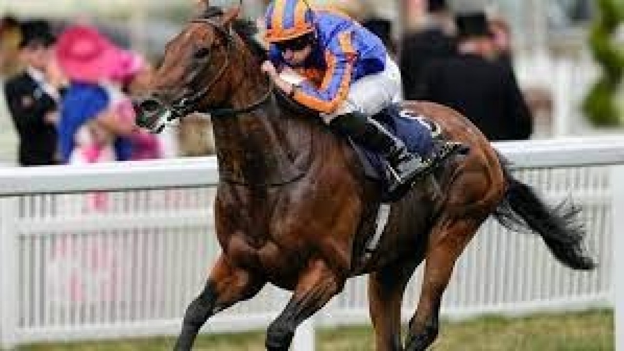 Paddington Reigns Supreme In Cartier Horse Of The Year ... Image 1