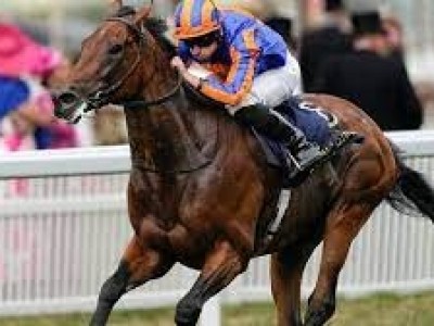 Paddington Reigns Supreme In Cartier Horse Of The Year ... Image 1