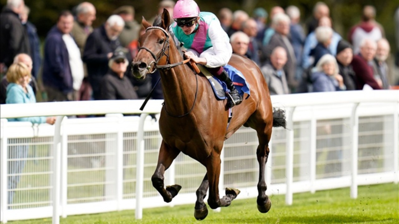 Dreaming Of Yorkshire Oaks: Bluestocking Image 1