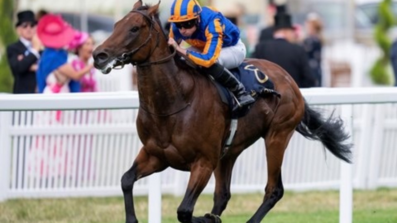 Is Paddington unbeatable? Sussex Stakes triumph Image 1