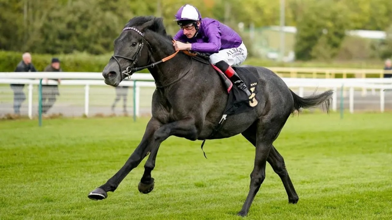 King Of Steel To Compete In Royal Bahrain Irish Champion ... Image 1