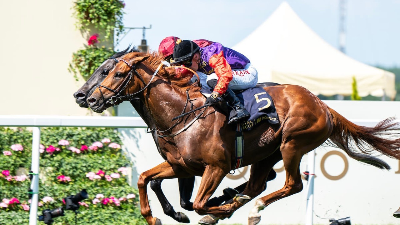 William Haggas Makes Shocking Revelation For Melbourne Cup: ... Image 1