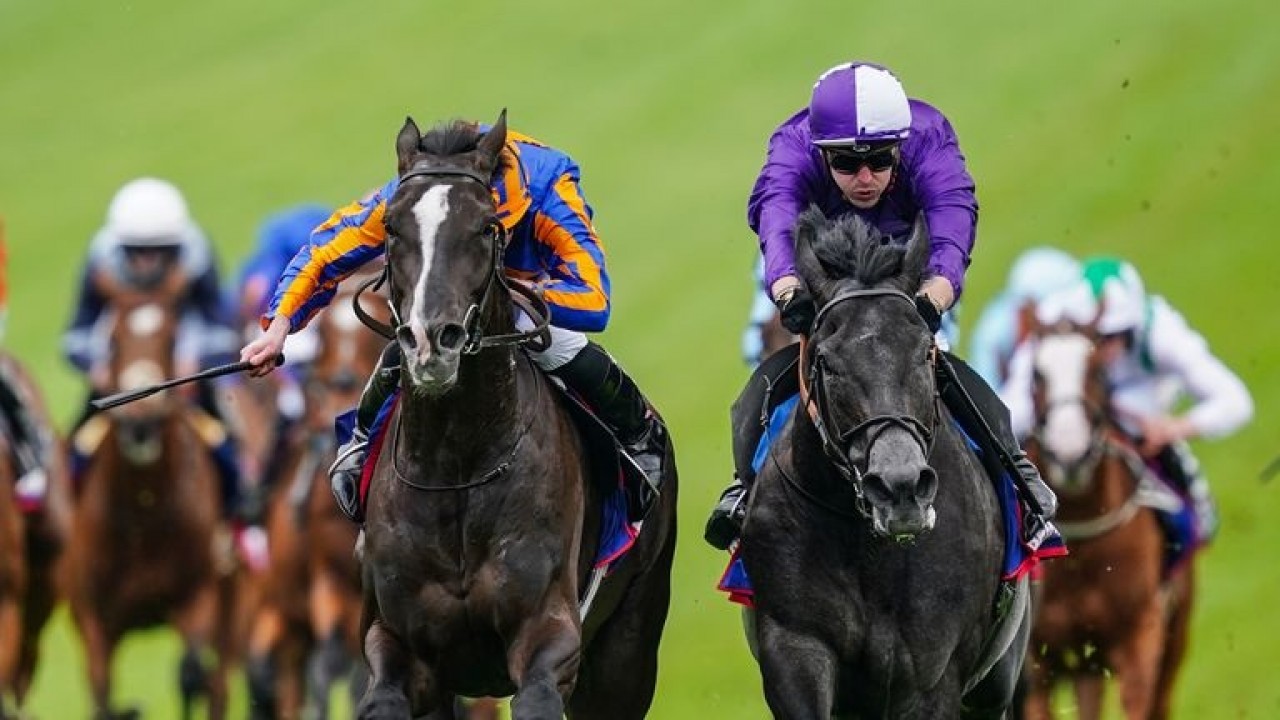 King Of Steel Chooses Irish Champion Stakes Over York: A ... Image 1