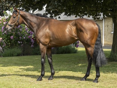 New Bay Gelding Impresses Waterhouse-Bott Image 1