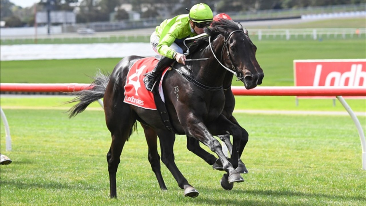 Amenable Shines In Group One Debut Image 1