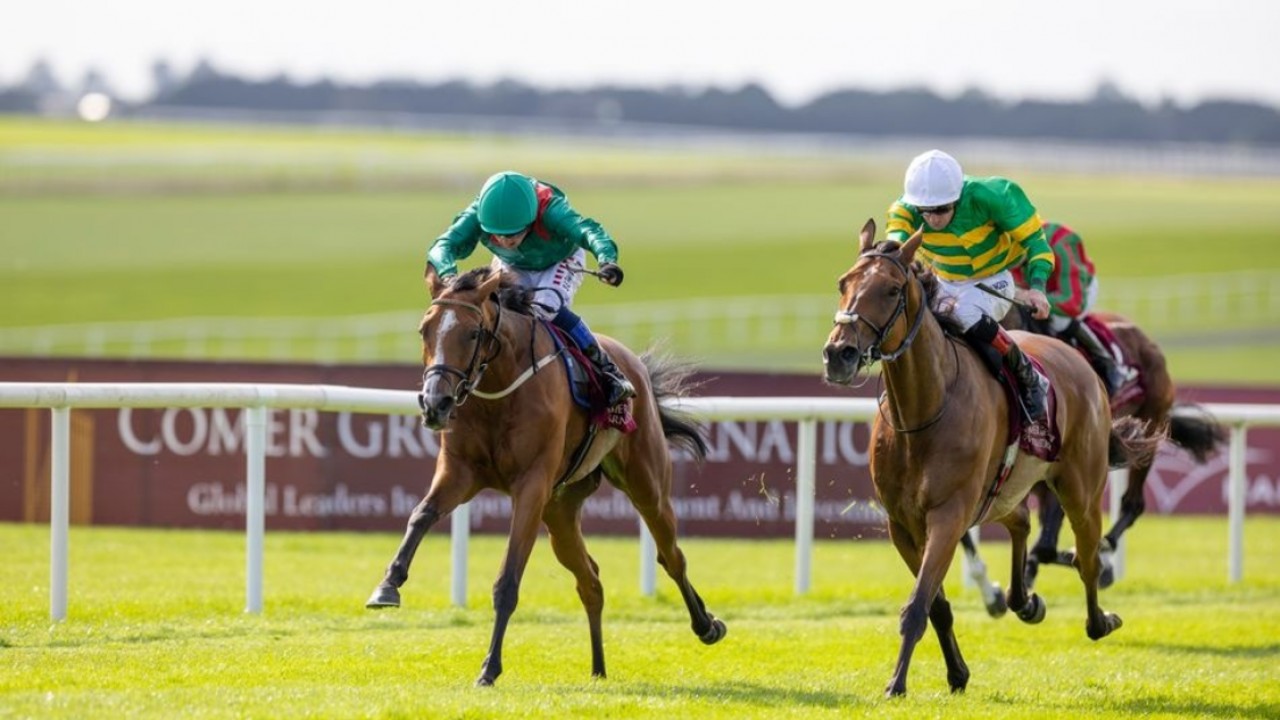 Shamida Shines, Challenging Irish St Leger Elders Image 1