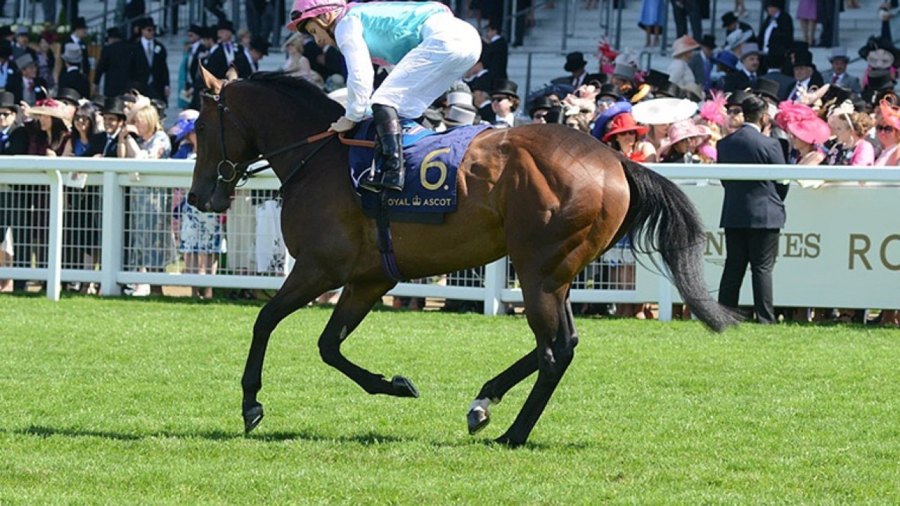 Equilateral Triumphs in UK Debut Image 1