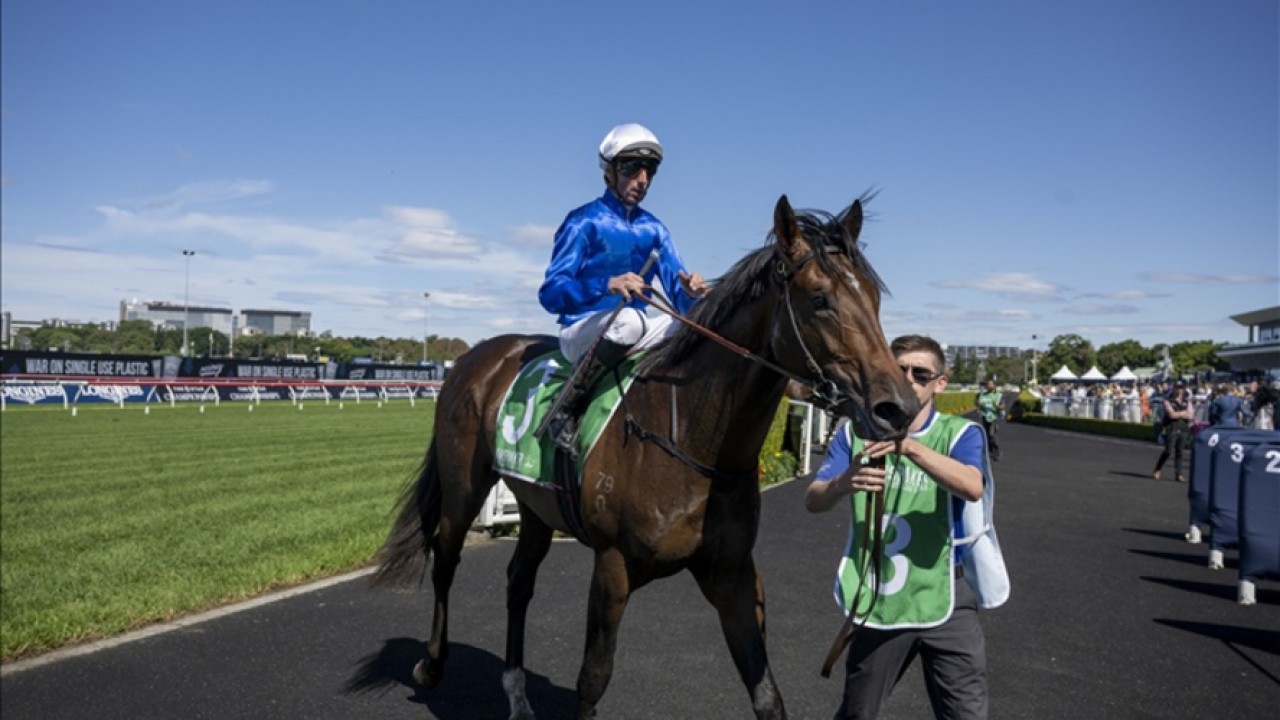 Godolphin's Surprise Ace: Tom Kitten Image 1