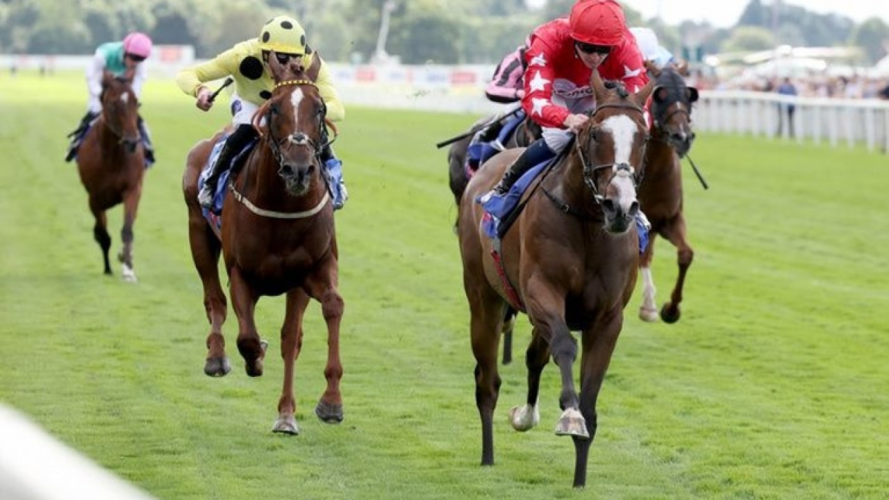 Stensall Stakes Star Sets Sights On Bahrain Image 1