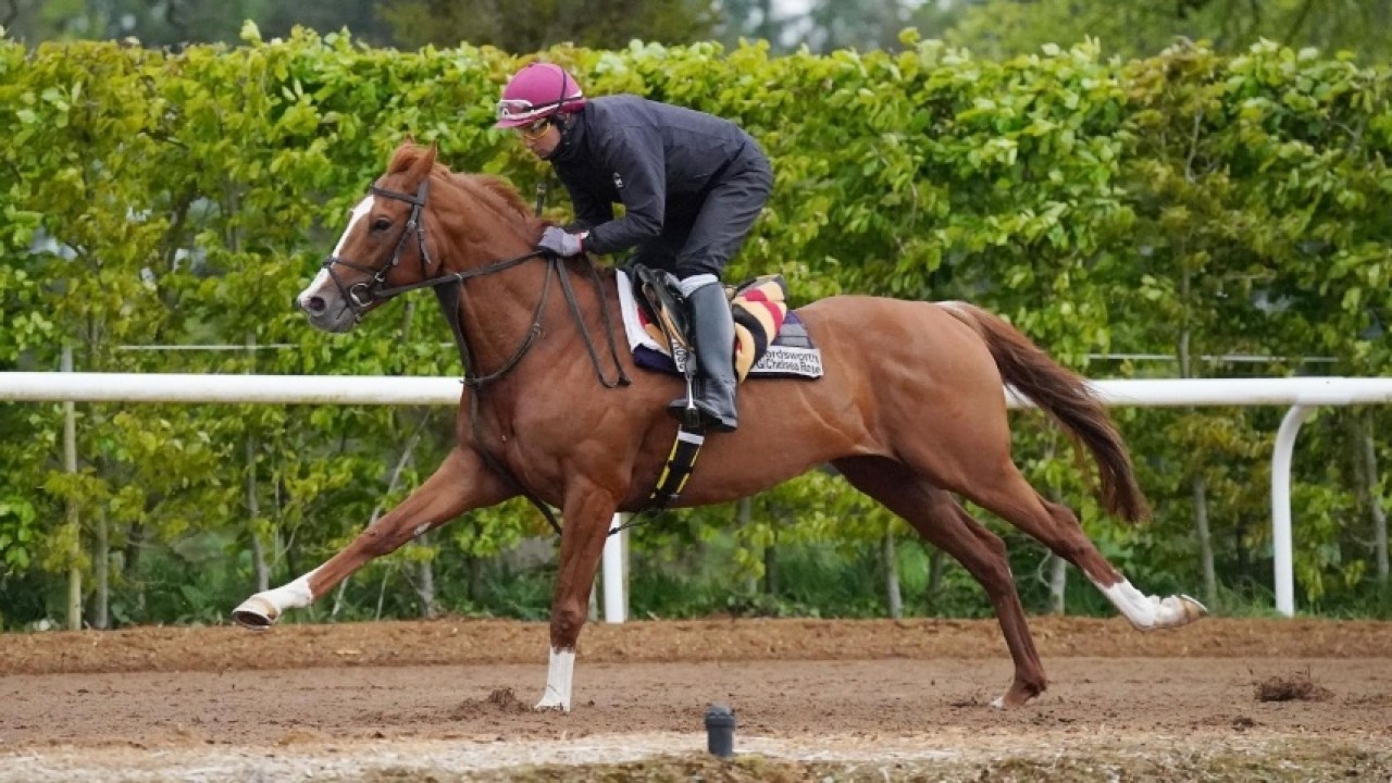 Rising Star: Sheikha Hissa's Thoroughbred Filly, ... Image 1