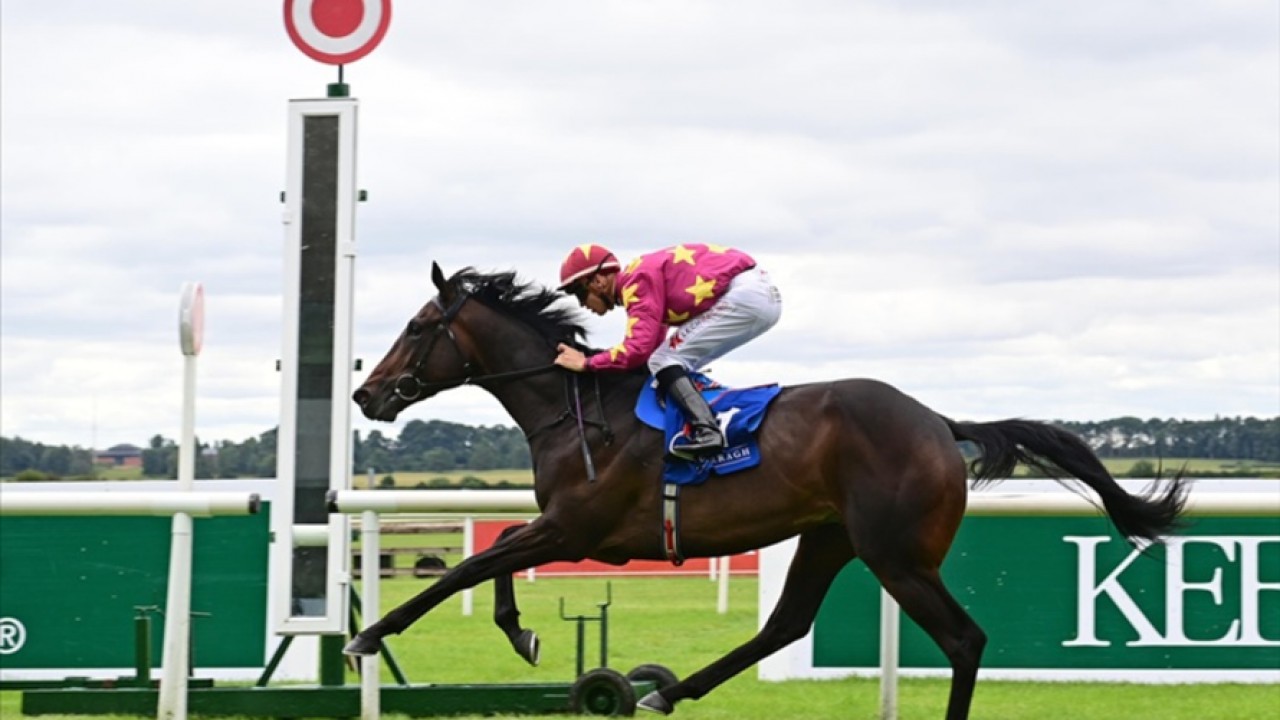 Al Riffa’s Journey: Preparing For The Irish Champion Stakes Image 1