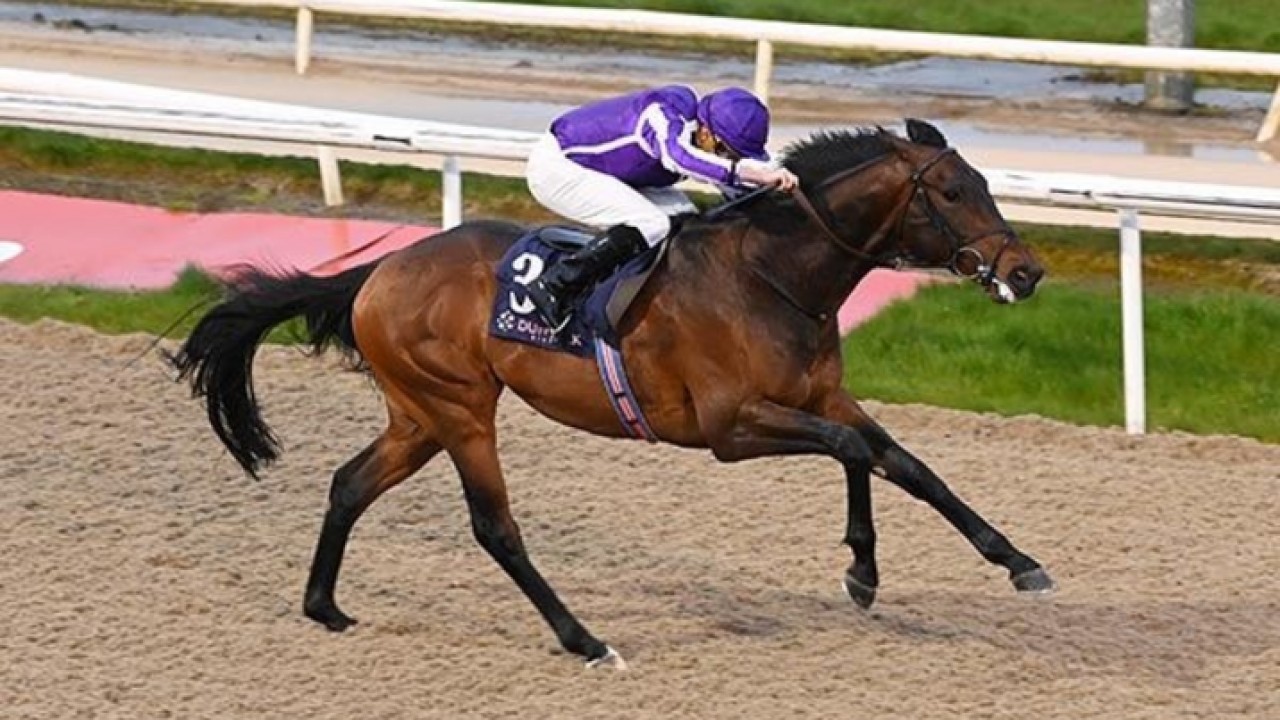 Broadhurst's Four Wins Set A New Standard At Leopardstown Image 1