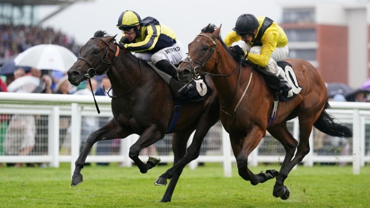 Mister Sketch: The Rising Star Of Mill Reef Stakes Image 1