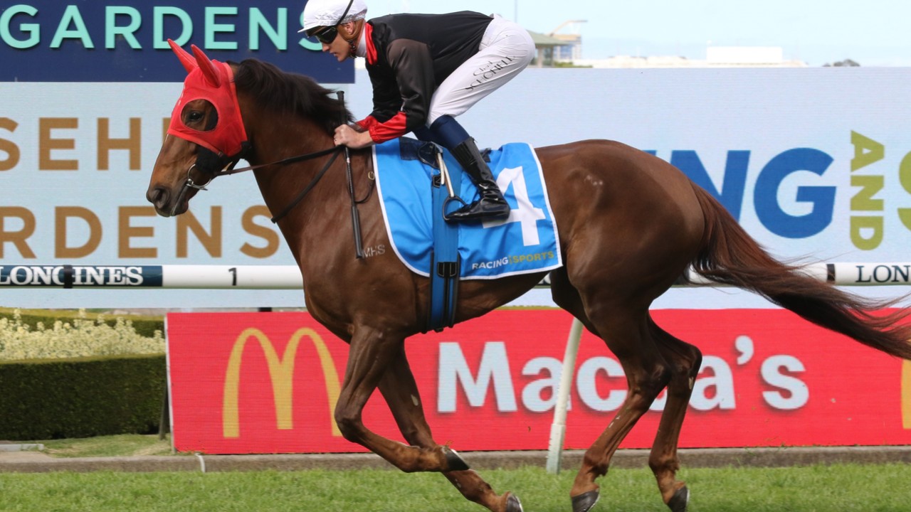 Sheeza Belter Retired Following Unplaced Run at Rosehill Image 1