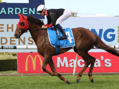 Sheeza Belter Retired Following Unplaced Run at Rosehill Image 1