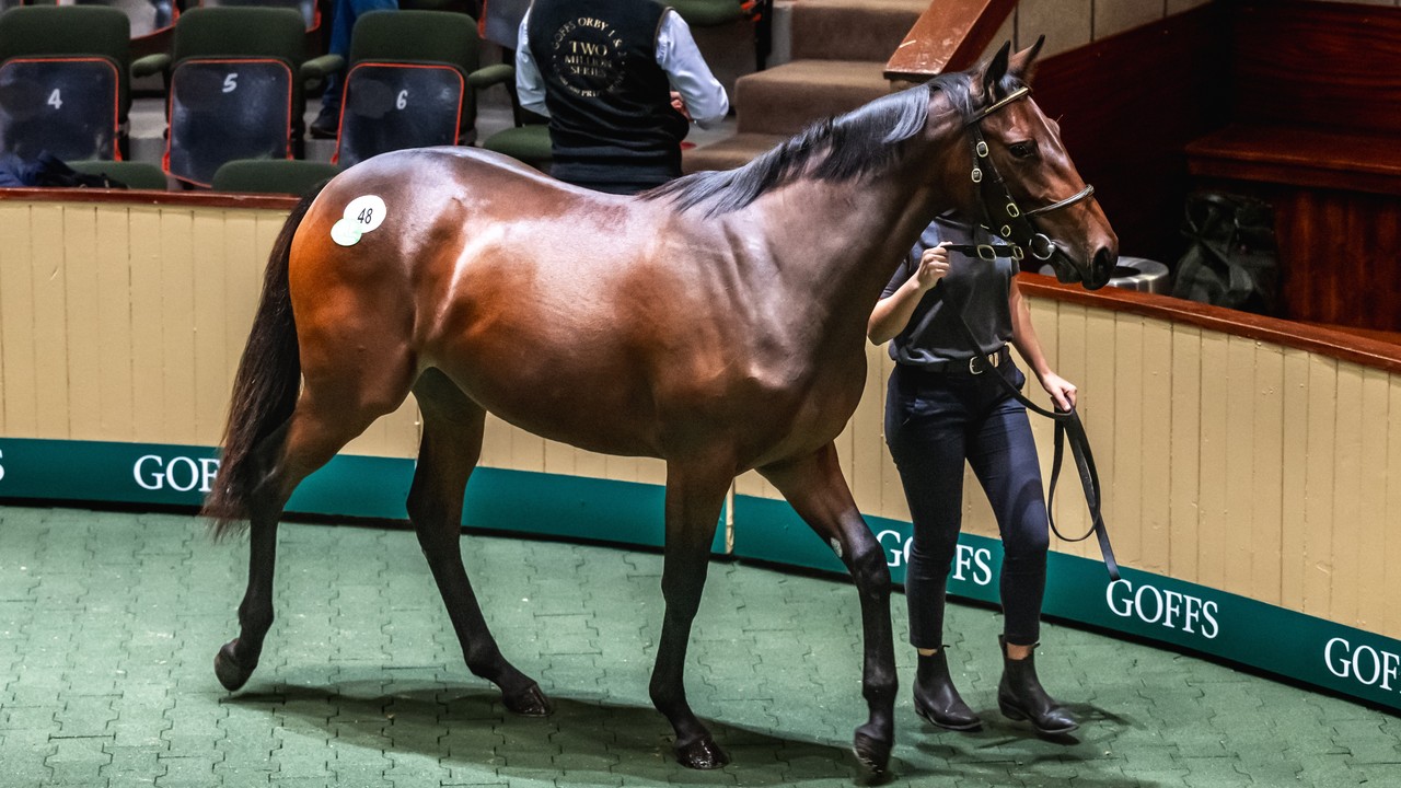 Goffs Orby Sale Day One Delivers Impressive Results Image 1