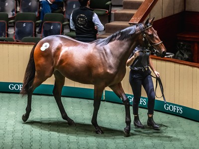 Goffs Orby Sale Day One Delivers Impressive Results Image 1