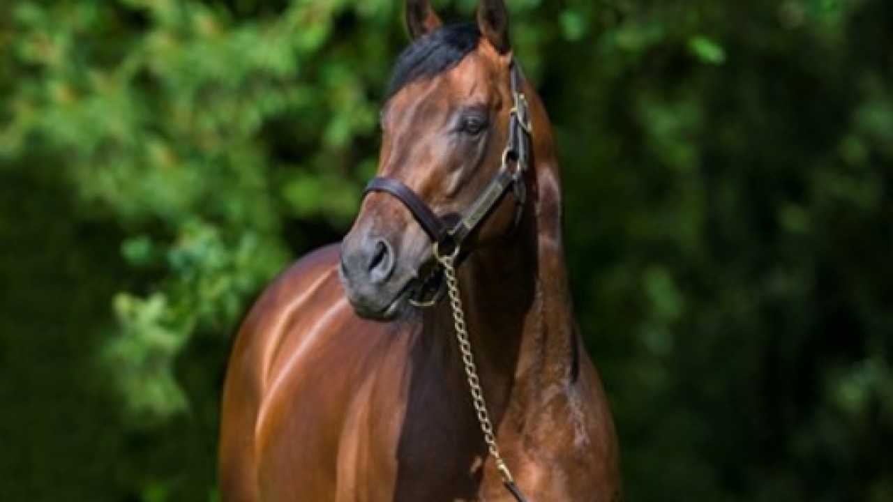 A Kingman Colt Captures Godolphin’s Attention At Auction Image 1