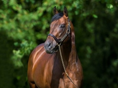 A Kingman Colt Captures Godolphin’s Attention At Auction Image 1