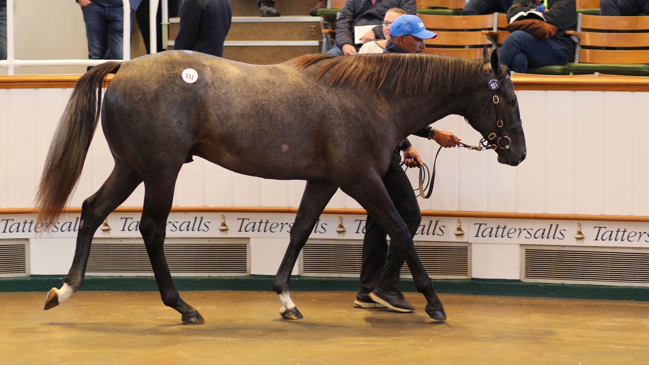 Godolphin Sets Pace At Tattersalls Yearling Sale Image 1