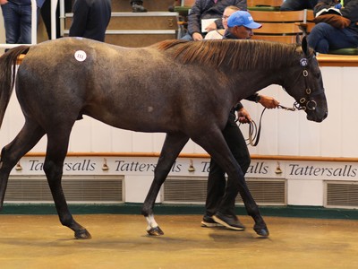Godolphin Sets Pace At Tattersalls Yearling Sale Image 1