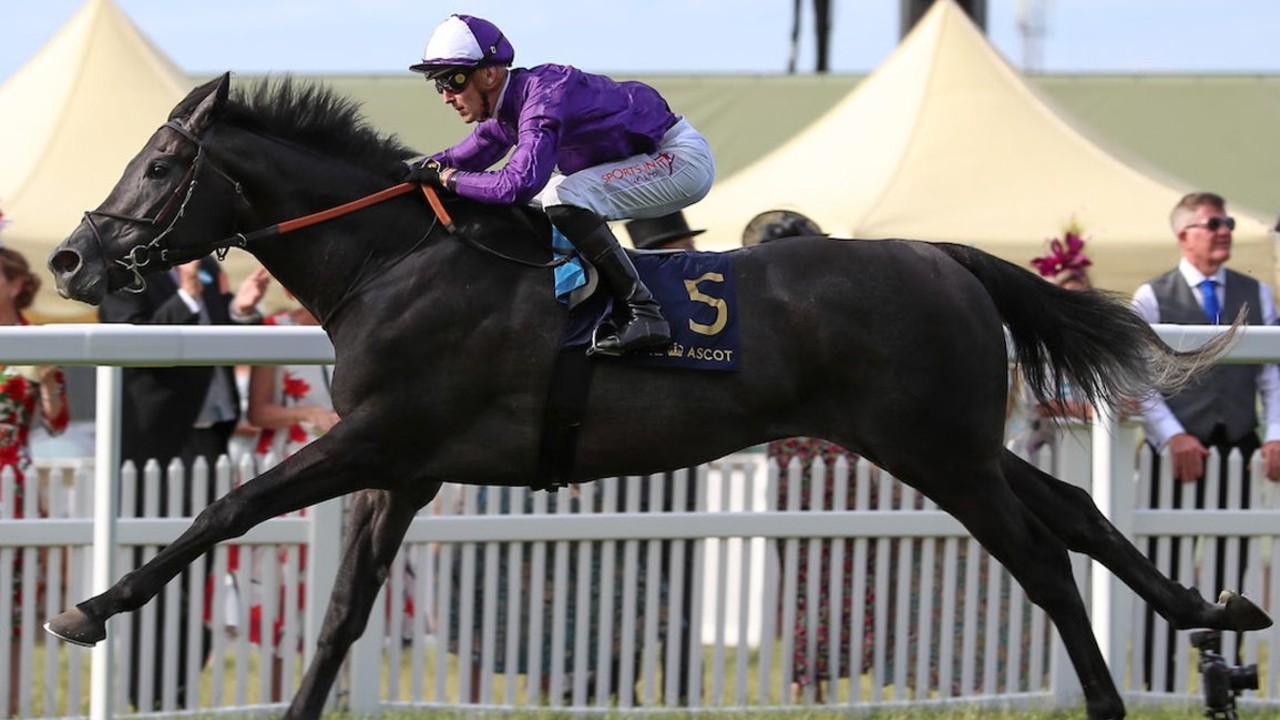 Connections Cautious About King Of Steel's Breeders' Cup ... Image 1