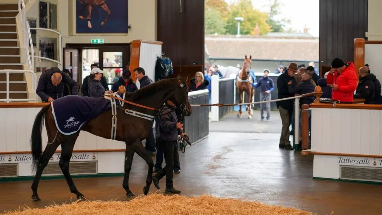 Tattersalls Autumn Horses In Training Sale 2023 Concludes Image 1