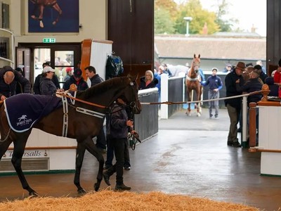 Tattersalls Autumn Horses In Training Sale 2023 Concludes Image 1