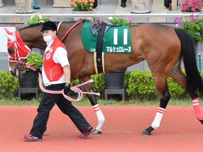 Japanese Thoroughbred Trainers Prepared For A Strong ... Image 1