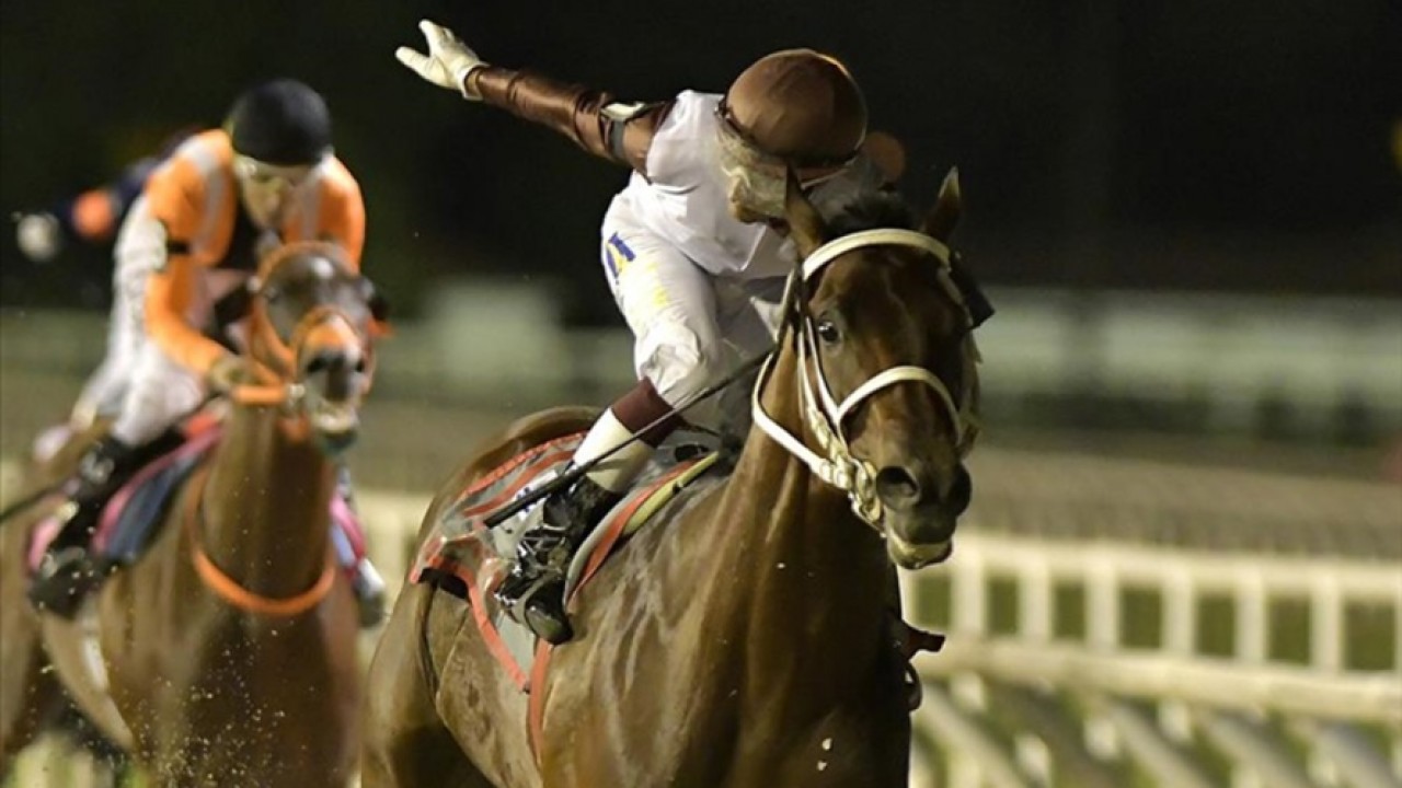 Group One winner Ajuste Fiscal Joins Dubai Racing Carnival ... Image 1