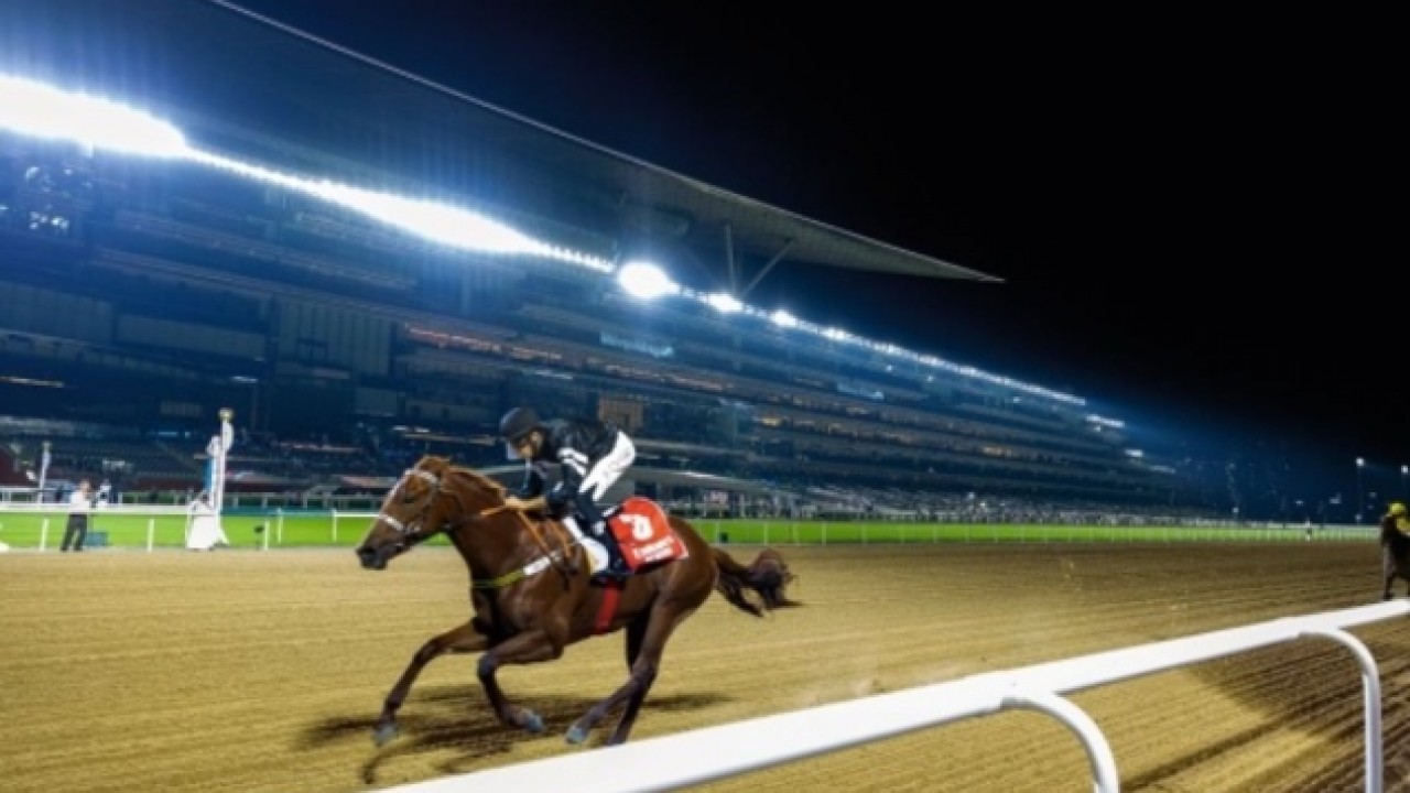 Impressive Debut: El Nasseeb Shines At The Racecourse Image 1
