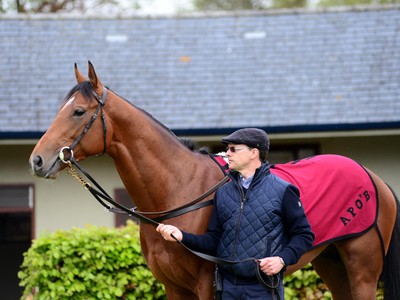 Aidan O'Brien Unleashes Major Weapon In Attempt To Claim ... Image 1