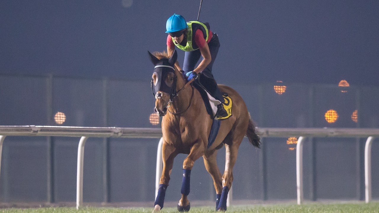Preview: Battle Of The Lords In The Gr.1 Dubai Turf Image 6