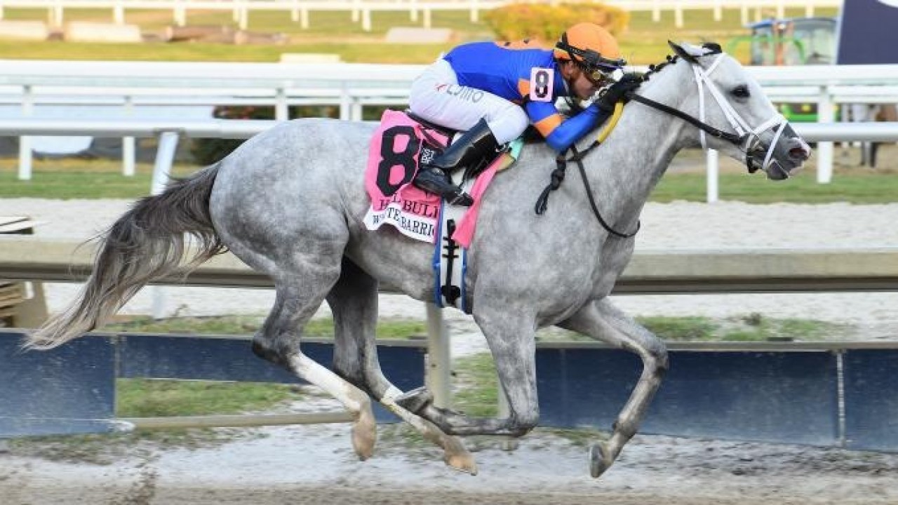 2023 Breeders' Cup Winner White Abarrio Comes Back To Work Image 1