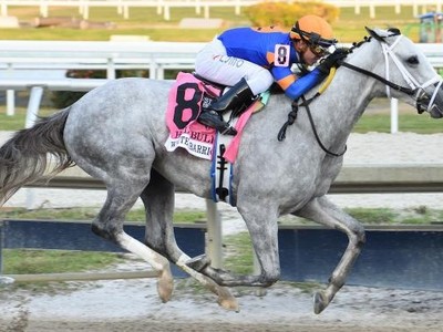 2023 Breeders' Cup Winner White Abarrio Comes Back To Work Image 1