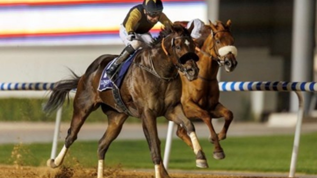 Tuz Shines In Spectacular Dubai Golden Shaheen Prep Image 1