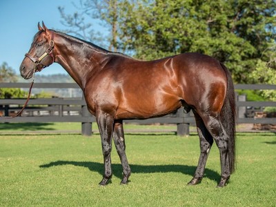 Hill 'n' Dale's Bold Move Into The Australian Yearling ... Image 1