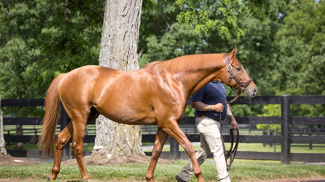 Three Chimneys Farm: 40 Years of Excellence in American ... Image 1