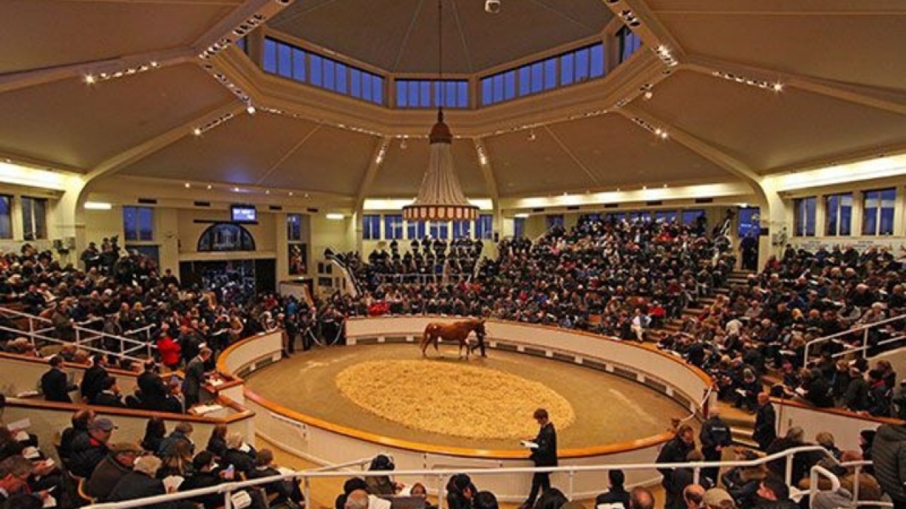 Second Edition of REHC Horse Auction Set for February 13th! Image 1