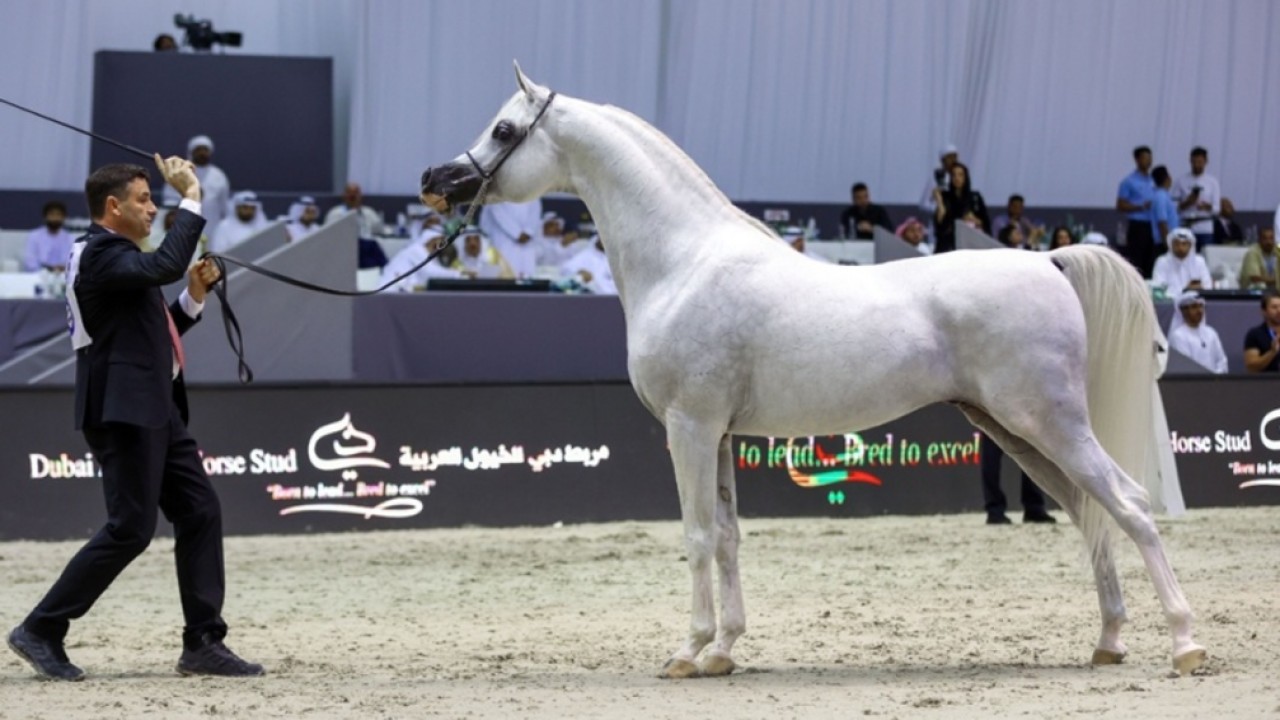 Judges Finalized For Prestigious Dubai Horse Championship Image 1