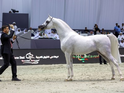 Judges Finalized For Prestigious Dubai Horse Championship Image 1