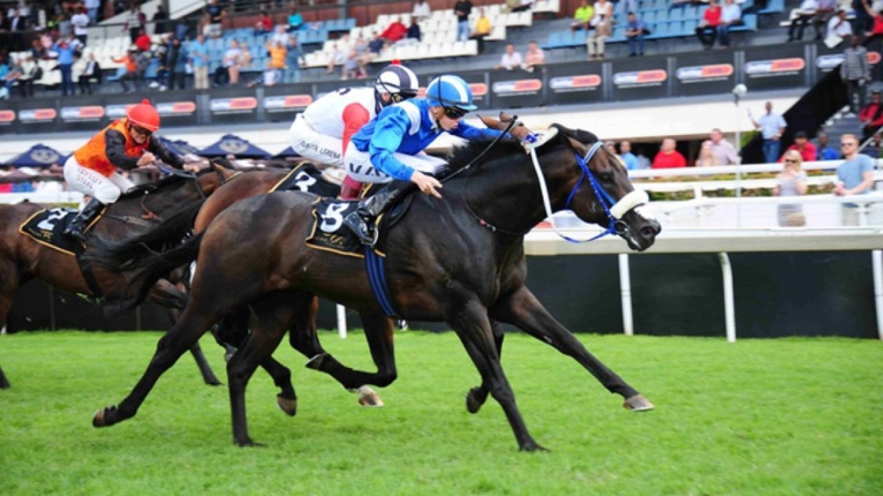 Cape Premier Yearling Sale 2024: Record-Breaking Success Image 1