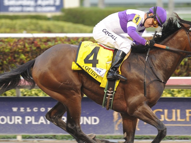 Coolmore Purchases US$2.6 Million Nyquist Colt At ... Image 1