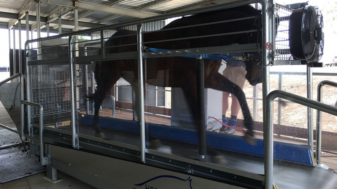 From Garage Dreams To Industry Leader: Horse Gym Gearing Up ... Image 1