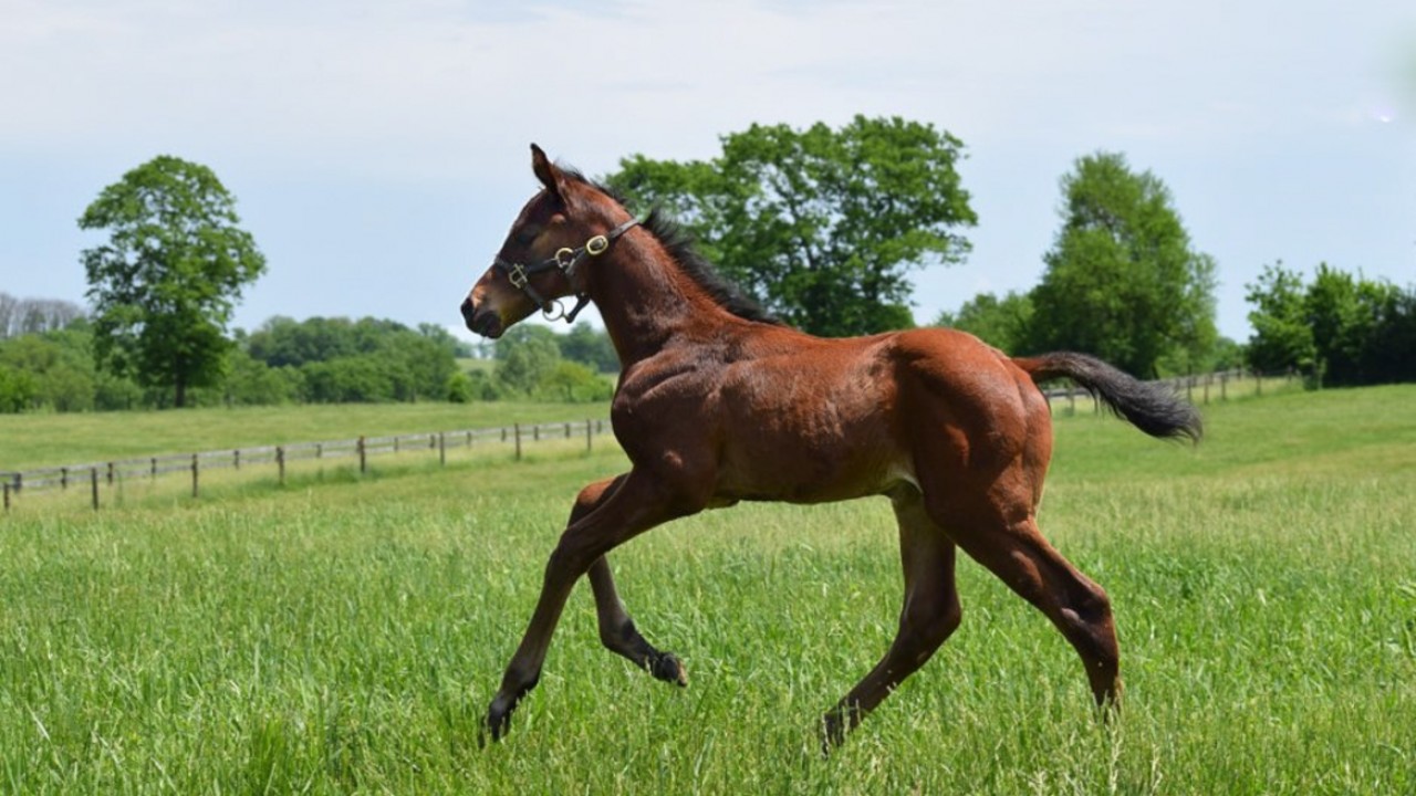 Shawhan Place: Celebrating Equine Excellence From Foal To ... Image 3