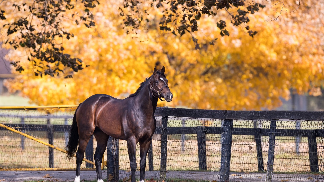 The Danzig Legacy Continues at Claiborne Farm Image 2