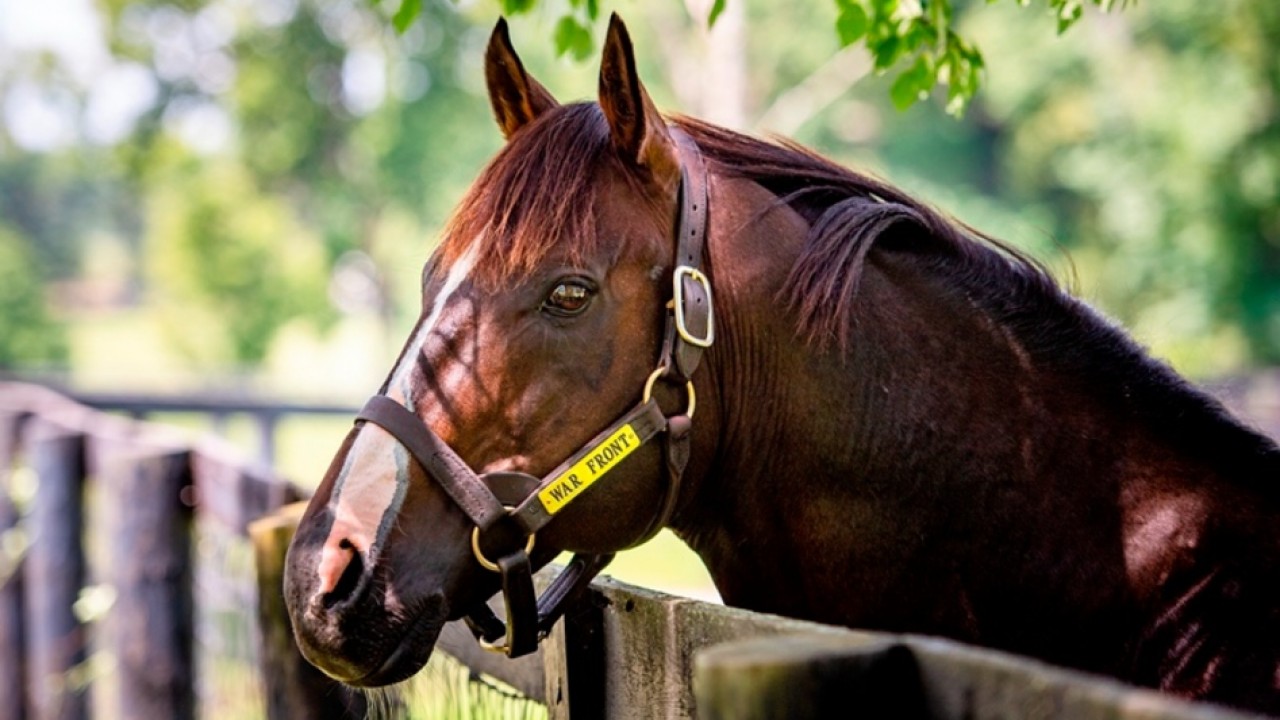The Danzig Legacy Continues at Claiborne Farm Image 1