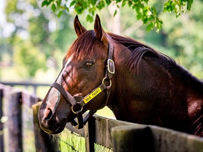 The Danzig Legacy Continues at Claiborne Farm Image 1